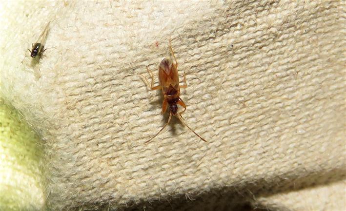 Lygaeidae: Thaumastopus marginicollis